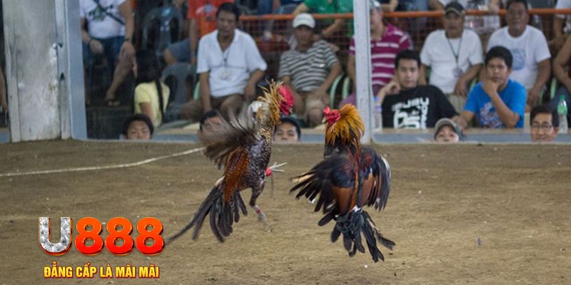 33win1 đăng nhập mậu binh online